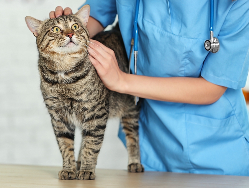 Veterinary Jobs in Tacoma