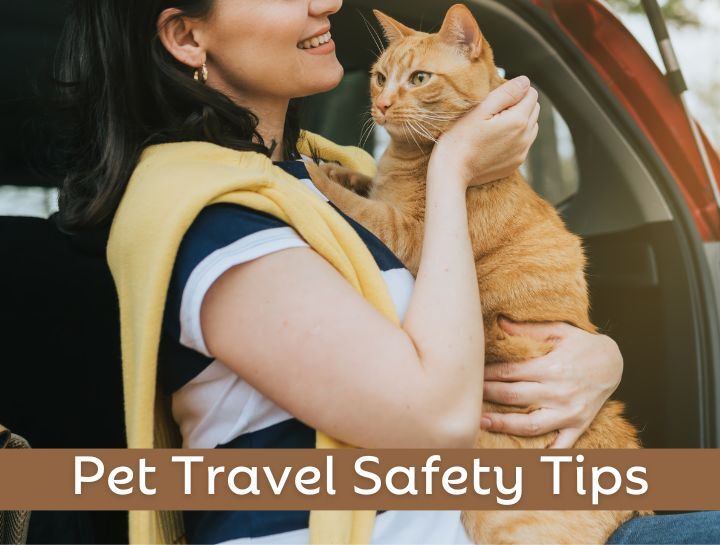 Pet Travel Safety Tips