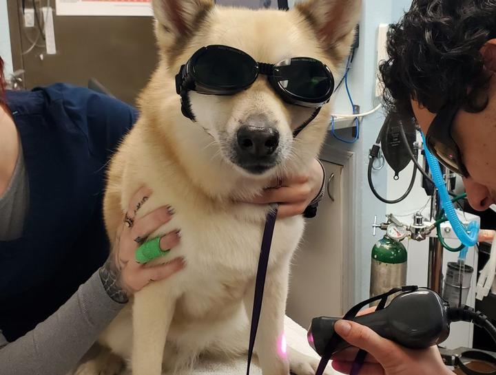 Laser Therapy for Pets