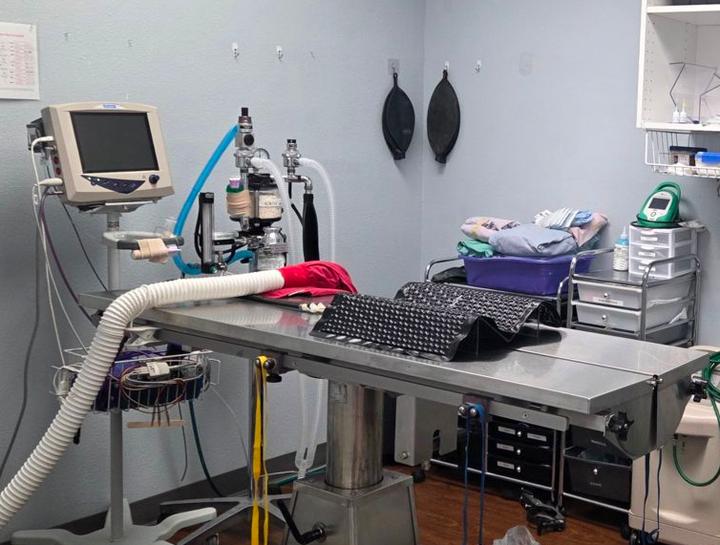 $City Veterinary Surgeries