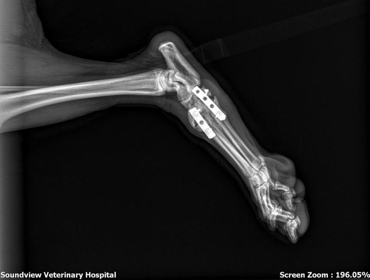 Dog & Cat digital xrays