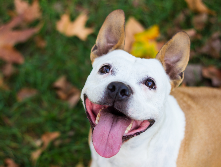 veterinary appointments Tacoma