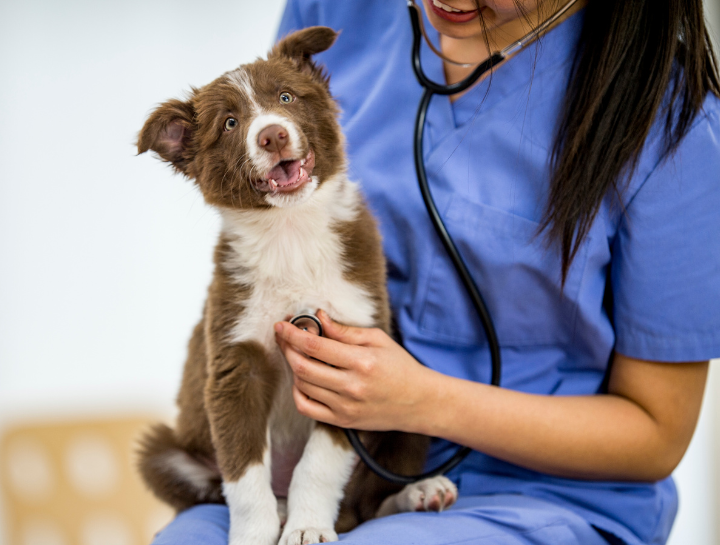 veterinary hospital Tacoma